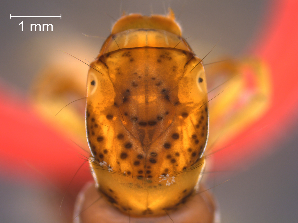 Plectrocnemia conspersa